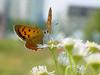 작은주홍부전나비 (Lycaena phlaeas) - Small Copper Butterfly