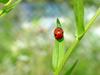 칠성무당벌레(Coccinella septempunctata) - Seven-spotted Ladybug