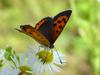 작은주홍부전나비 (Lycaena phlaeas) - Small Copper Butterfly