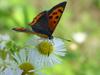 작은주홍부전나비 (Lycaena phlaeas) - Small Copper Butterfly