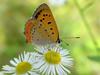작은주홍부전나비 (Lycaena phlaeas) - Small Copper Butterfly