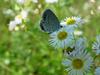 암먹부전나비(Everes argiades) - Short-tailed Blue Butterfly