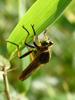 왕파리매(Cophinopoda chinensis) - Chinese King Robber Fly