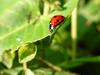 칠성무당벌레(Coccinella septempunctata) - Seven-spotted Ladybug