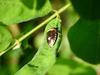 노린재 종류 --> 깜보라노린재(紫藍曼椿象) Menida violacea (Pentatomidae)