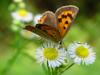 작은주홍부전나비 (Lycaena phlaeas) - Small Copper Butterfly