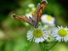 작은주홍부전나비 (Lycaena phlaeas) - Small Copper Butterfly