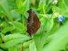 네발나비 가을형 - Polygonia c-aureum (Asian Comma Butterfly)