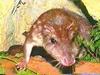 Paca (Agouti paca)