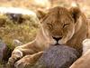 African Lion - Serengeti, Africa
