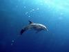 Deep Blue Wonder - Dolphin