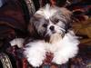 Lil Rascal - Shih-Tzu