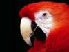 Scarlet Macaw