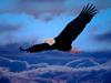 Bald Eagle - On Freedom's Wings