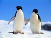 Companions - Adelie Penguins