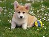 Play Time - Dog Puppy