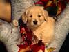 Puppy - A Little Autumn Sweetness