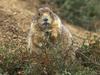 Black-tailed Prairie Dog