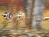 Gray Wolves on the Run
