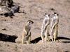 Meerkats, South Africa