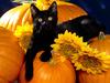 Midnight - Black Cat