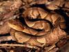 Copperhead Snake, Fall Creek Falls State Park, Tennessee