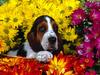 Spring Scents, Basset Hound Dog