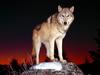 Gray Wolf - Standing Ground