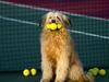 Tennis Anyone (Dog)