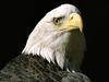 Bald Eagle, Alaska