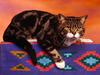 Tubby Tabby (Cat)