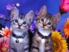Kitten Brothers