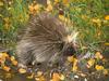 Don't Touch Me (Porcupine)