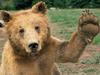 High Five (Bear)