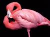 Pink Flamingo