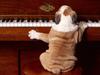 Play It Again, Sam (Dog)