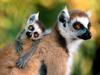 Ring-tailed Lemur - mom and baby