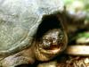 Snapping Turtle, Franklin, Tennessee