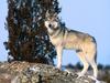 The Scout Gray Wolf