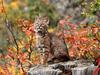 Bobcat Kitten