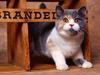 British Shorthair Dilute Calico (Cat)