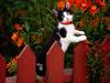 Garden Variety (Cat)