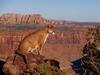 Canyon Vista Cougar