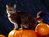 The Witch's Cat