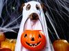 Trick or Treater (Dog)