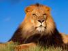 Up Close and Personal (African Lion male)