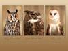 Wise Guys (Long-eared Owl, Great Horned Owl, Barn Owl)
