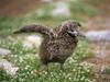 Laysan Albatross (chick), Midway Island