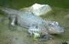 American Alligator