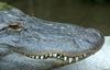 American Alligator